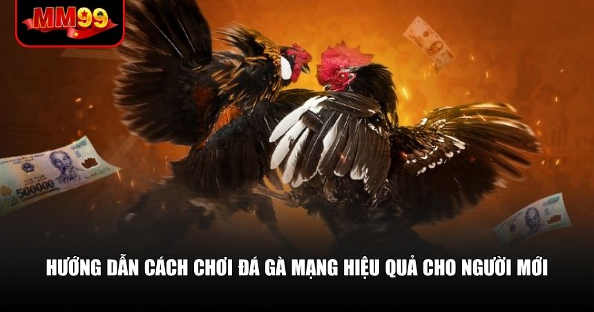 Hướng dẫn cách chơi đá gà mạng hiệu quả